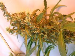 Top bud humildera!! 15/06/2011