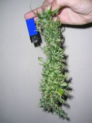 Top bud humildera!! Na mão!