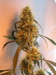 Top bud terceira planta!