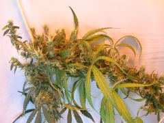 Top bud humildera!! 29/06/11