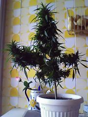 minha primeira planta,eu acho