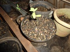 Germinando