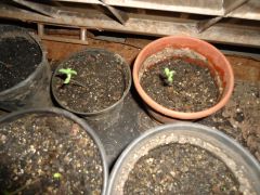 Germinando 2