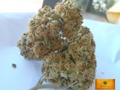 Bud pkush 800 600