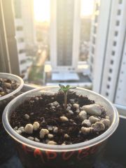 Seedling pegando sol da manhã