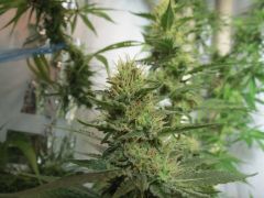 White Widow (Dia 50 de flora)