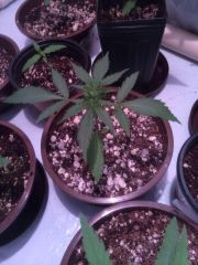 Planta #1 crescendo