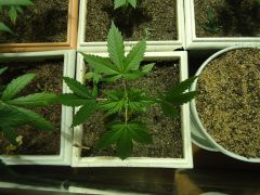 White Widow X (New Purple Power X Lowrider #2) 1