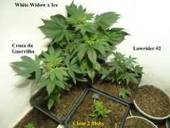 4 do Grow