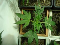 White Widow X (New Purple Power X Lowrider #2) 2