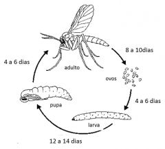 ciclo fungus gnats