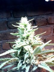 Durban Poison 5 semanas.