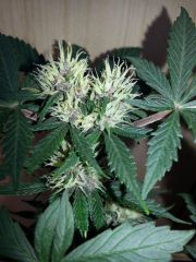 black cream 40 dias