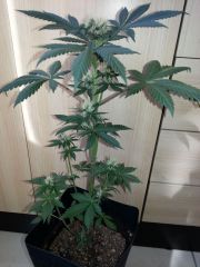 black cream 40 dias