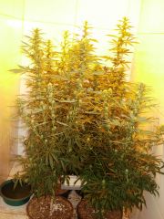 Northern Greens G6 (8)