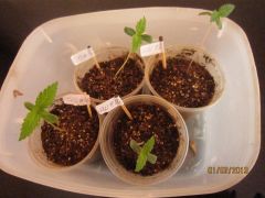 grow1 027 GR