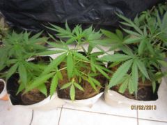 grow1 034 GR