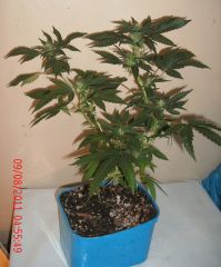 growzone