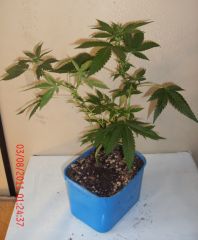 growzone