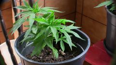 Pokehaze - 34 dias