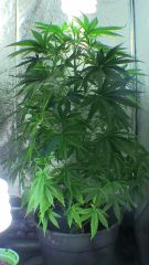 silver haze 9 feminized