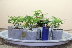 clones enraizando