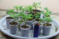 clones enraizando