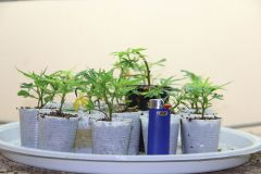 clones enraizando