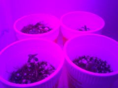 Estufa de clones e seedlings 3