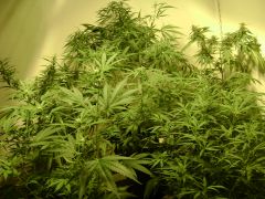 flora-Bubblelicious , clone de WW cerberus e clones de bubblelicious