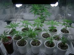 Vega Bubblelicious e clones