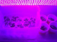 Estufa de clones e seedlings 2