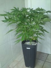 White Widow "lua de sangue" de 3 cabeças