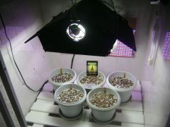 Primeiras seeds germinadas 13/04/2014