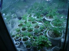 vega - clones e seedlings