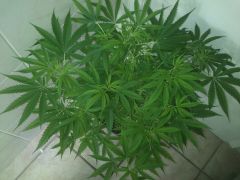 White Widow "lua de sangue" de 3 cabeças b