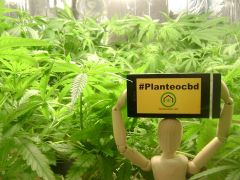 #Planteocbd