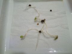 Germinação de prenseeds