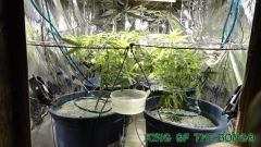 scrog perfil