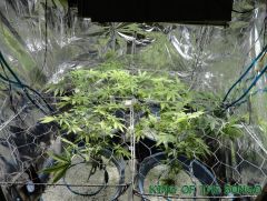 scrog  01 01 2012