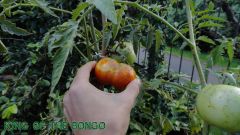 Tomate colhendo 29/01/12