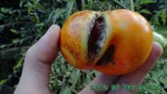 Tomate podre 29/01/12