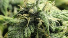 Trichs SB1 21-11-12