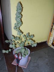 plantas 090