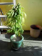 plantas 083