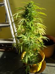 plantas 031