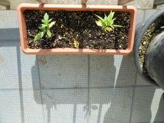 plantas 008