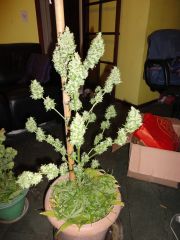 plantas 030