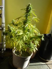 plantas 045