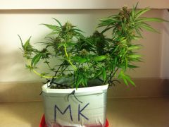 mk_35